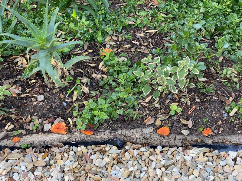 To Let 2 Bedroom Property for Rent in Crofters Valley Western Cape